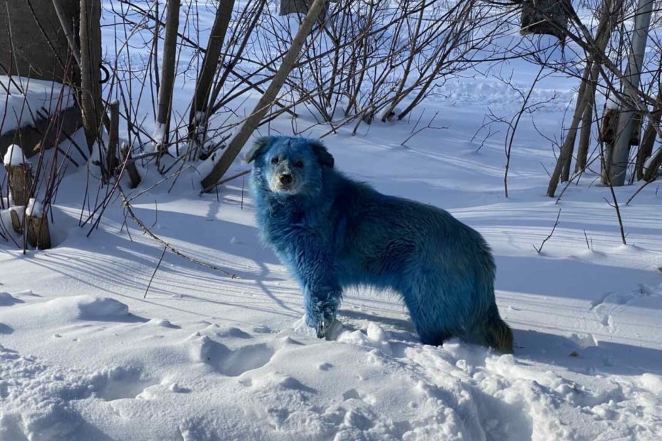 Modrý pes v Rusku, Koraba.cz