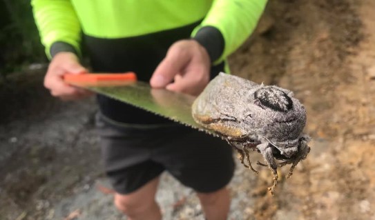 V Austrálii objevili obří můru. Je tak velká, že jí stěží unesou vlastní křídla